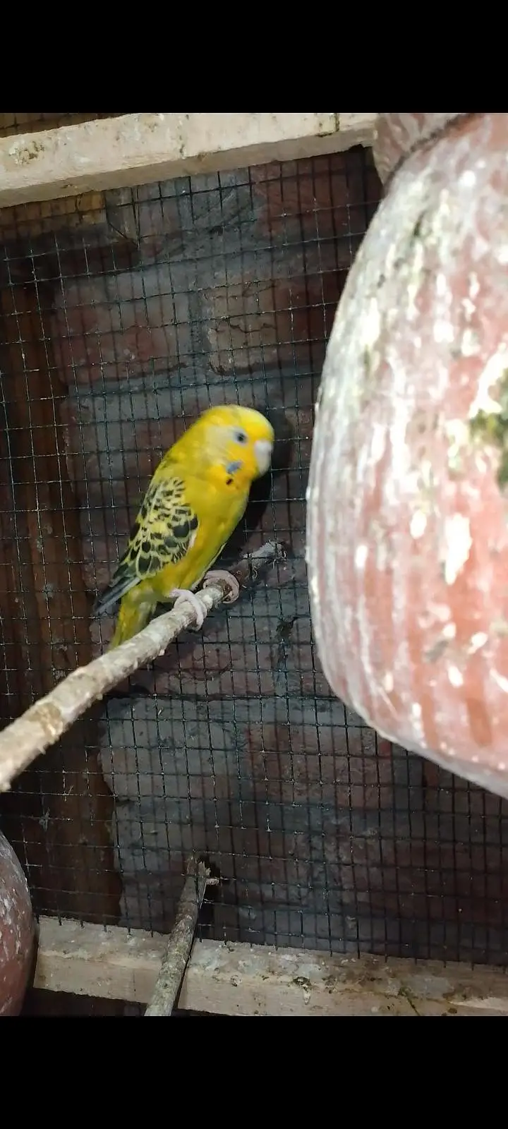 Budgies For Sale Urgent Read add and different price of All Pairs — photo 9