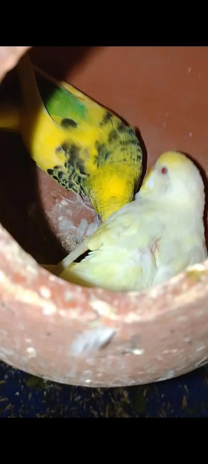 Budgies For Sale Urgent Read add and different price of All Pairs — photo 10