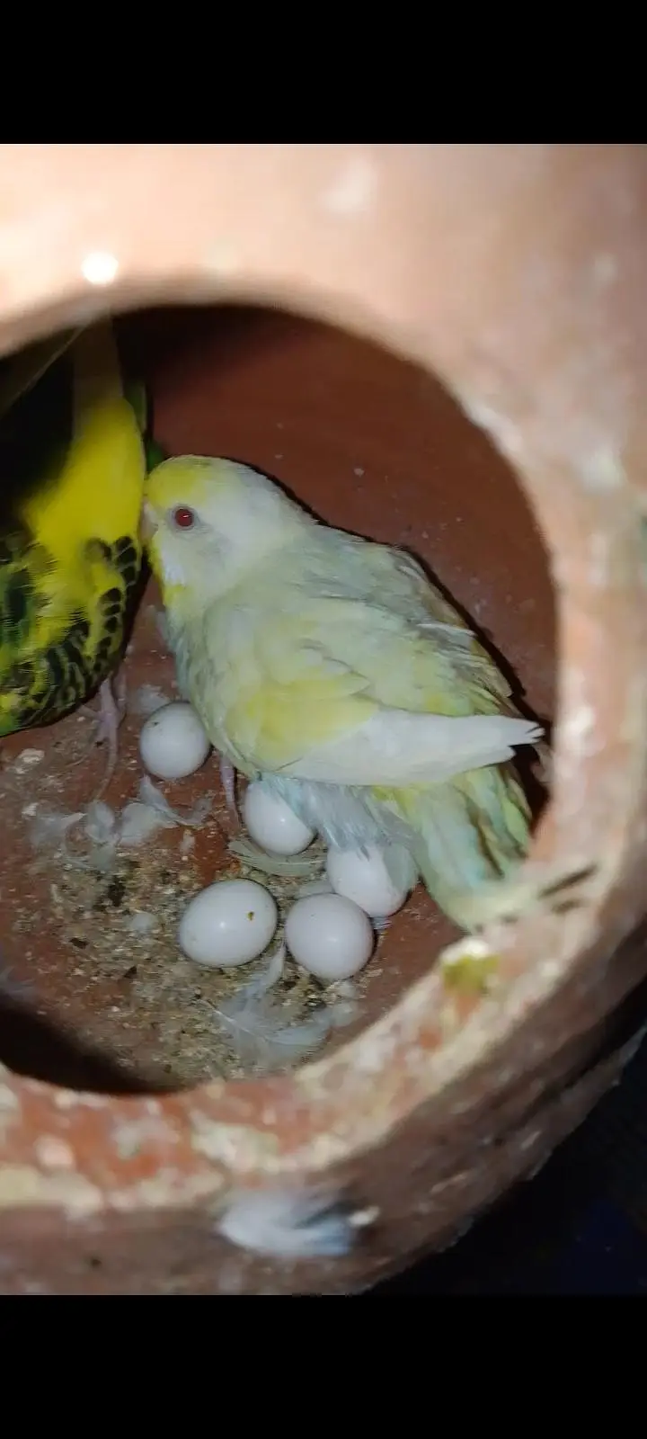 Budgies For Sale Urgent Read add and different price of All Pairs — photo 11