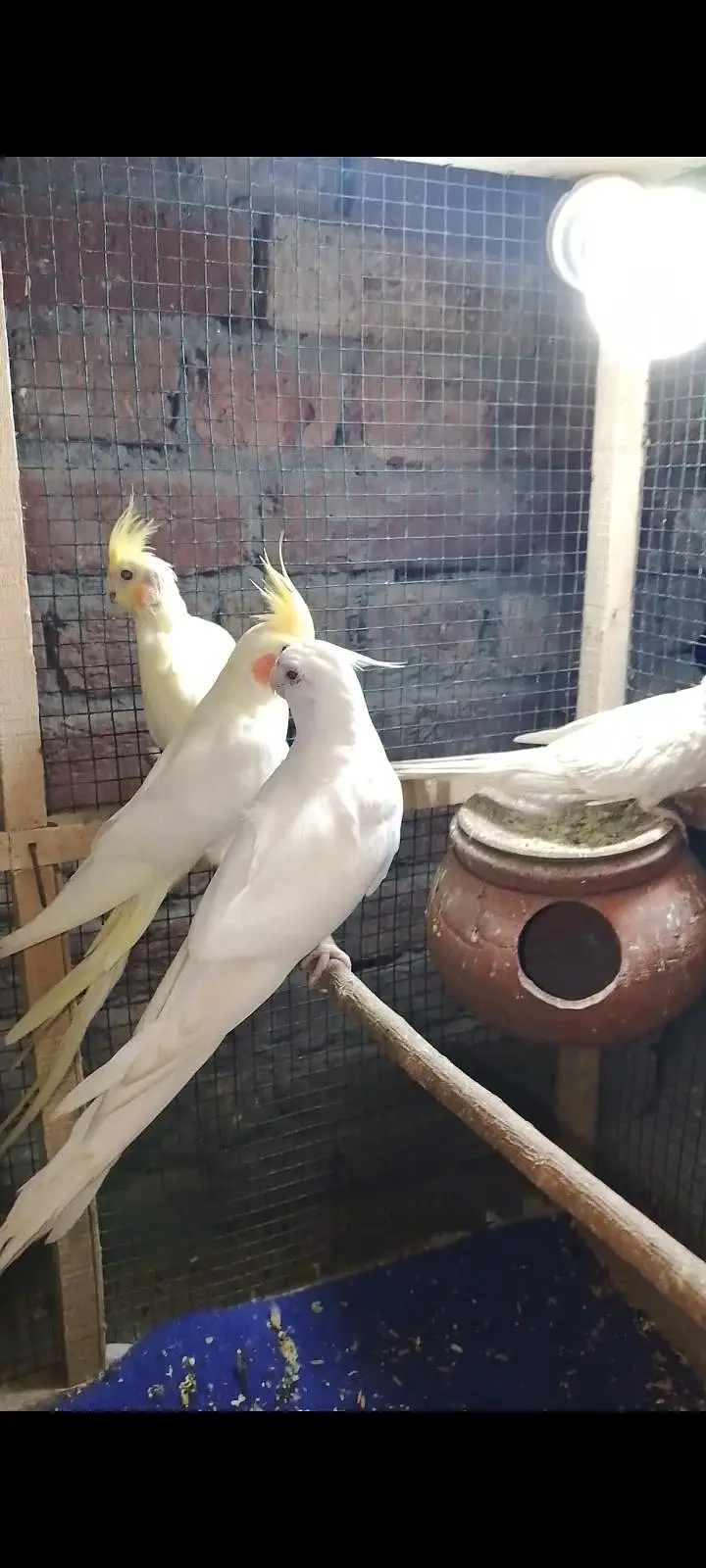 Budgies For Sale Urgent Read add and different price of All Pairs — photo 12