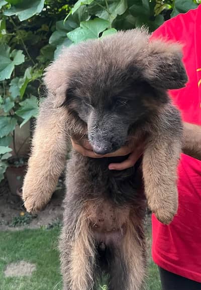 long coat German Shephard  - 3 month