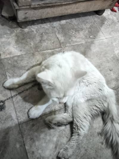 white persian cat male for sale yellow eyes