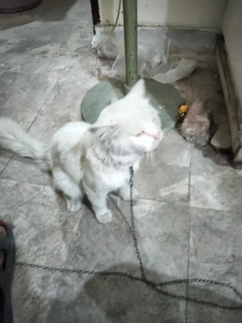 white persian cat male for sale yellow eyes — photo 2