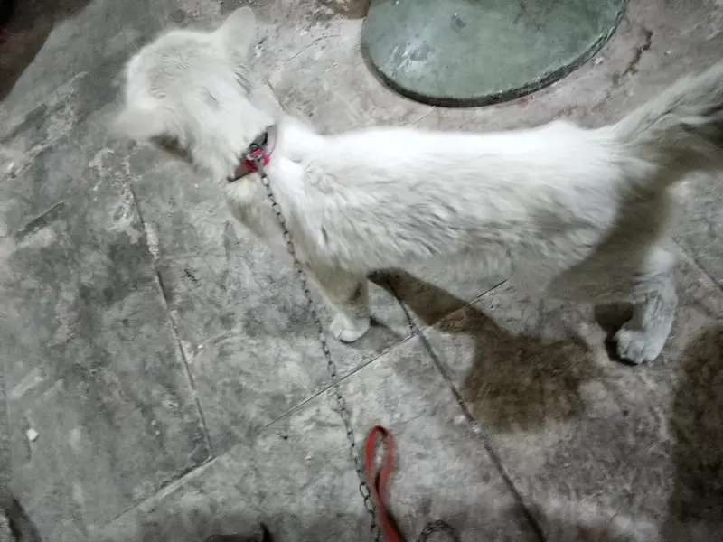white persian cat male for sale yellow eyes — photo 3