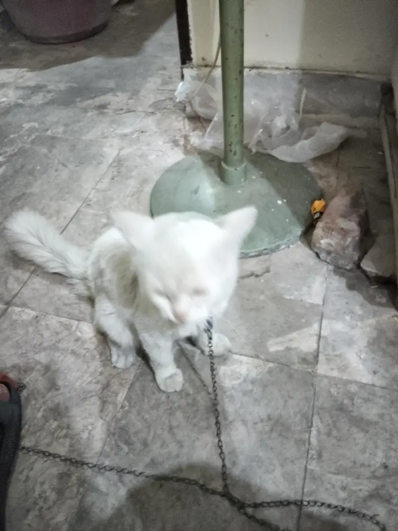 white persian cat male for sale yellow eyes — photo 4