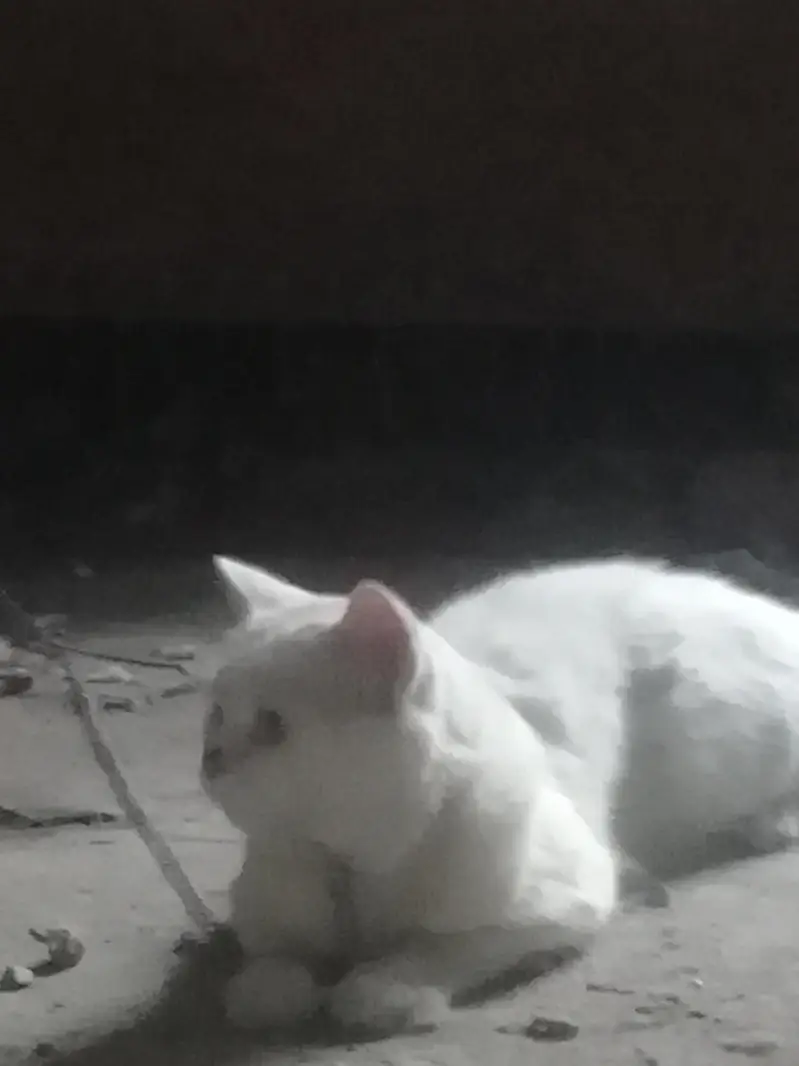 white persian cat male for sale yellow eyes — photo 5