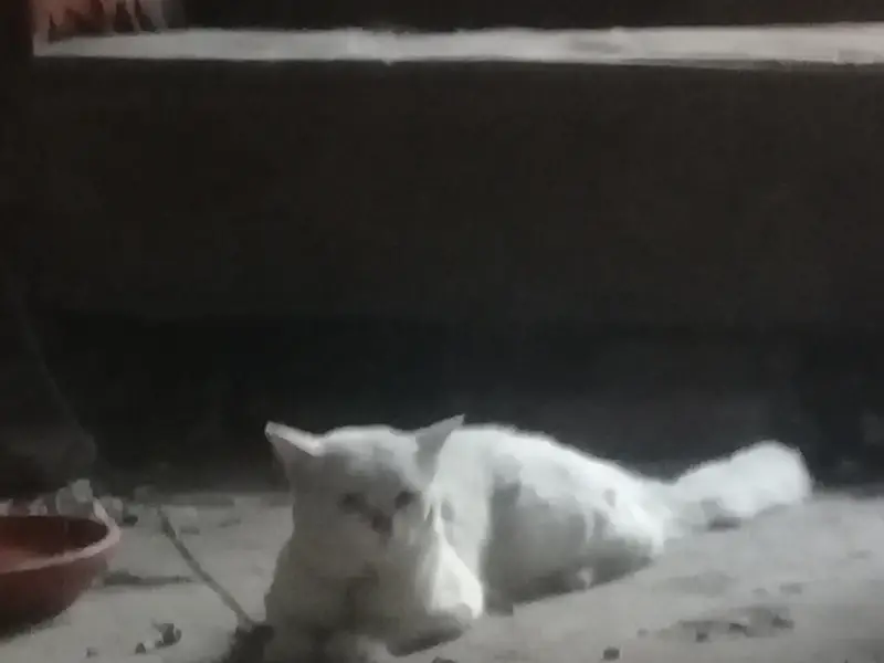 white persian cat male for sale yellow eyes — photo 6