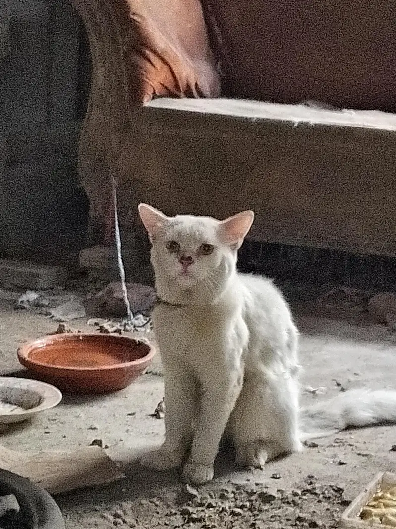 white persian cat male for sale yellow eyes — photo 7