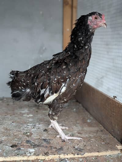 Pakistani female