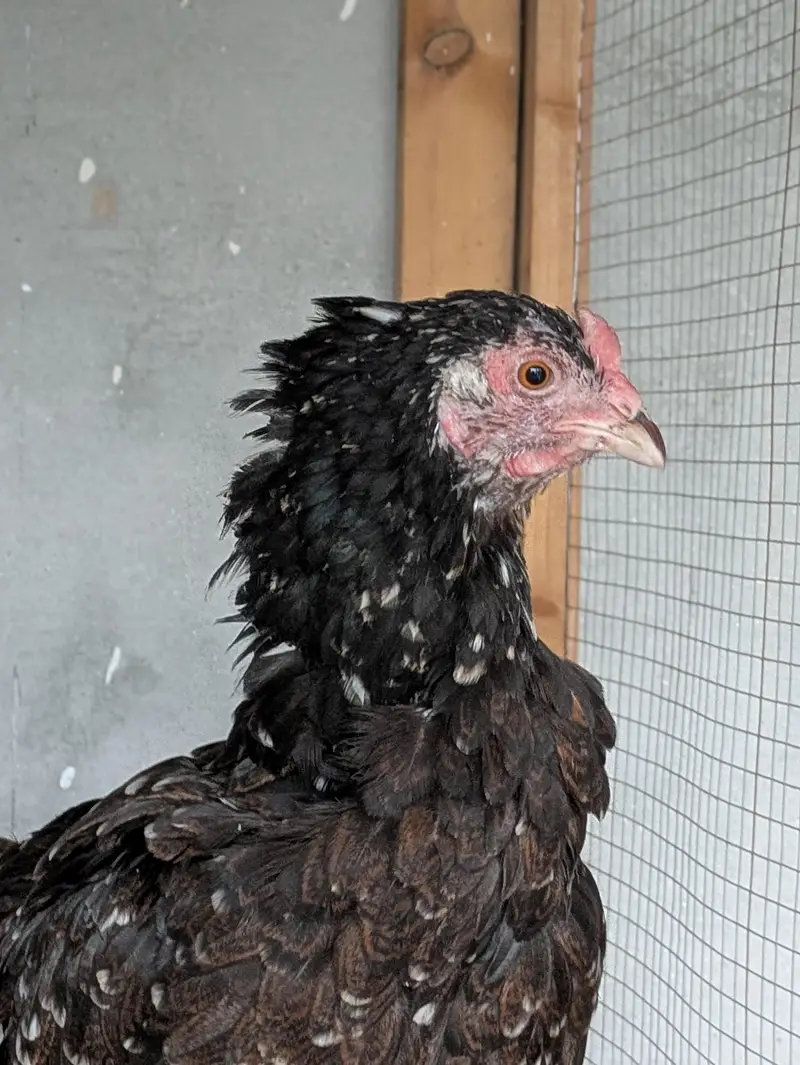 Pakistani female — photo 2