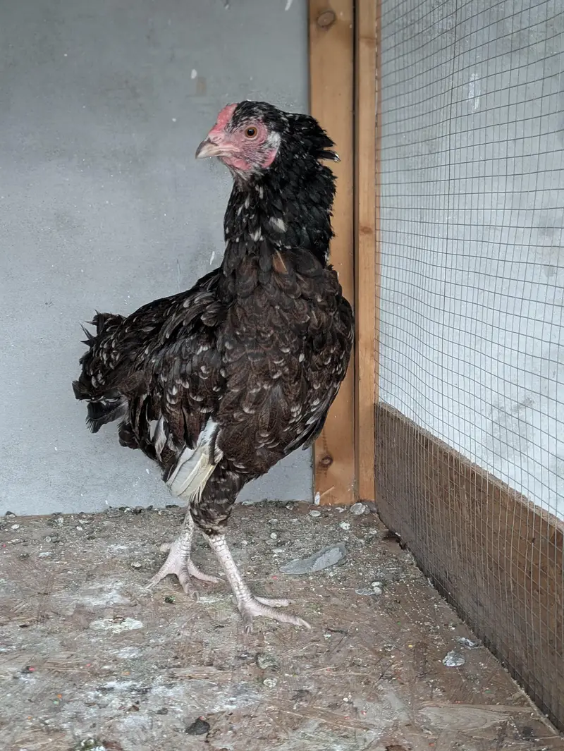 Pakistani female — photo 3