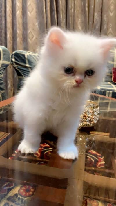 punch face kitten