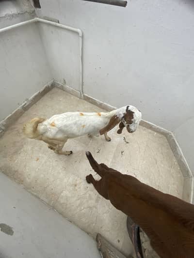 Bakra