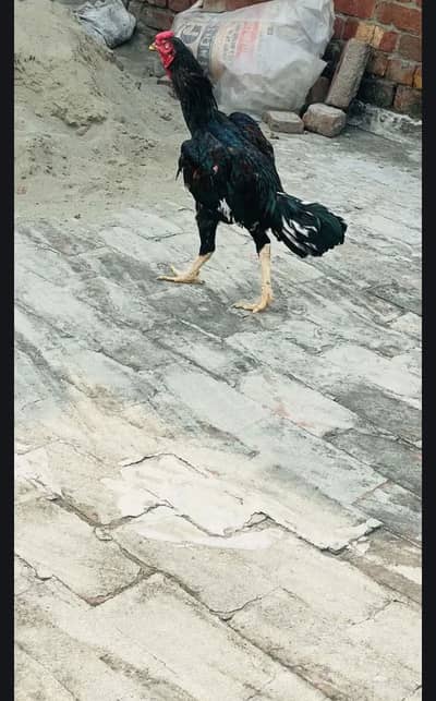 Pakistani or lakha ka cross ha buhat khubsurat khushk nok nali exchang