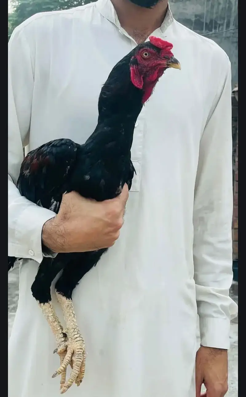 Pakistani or lakha ka cross ha buhat khubsurat khushk nok nali exchang — photo 3