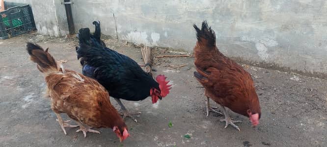 2 Golden misri with astrolope