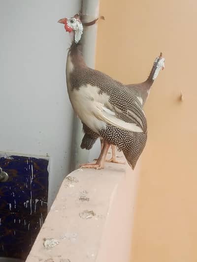 guinea fowl / wtsap contact 03323660613