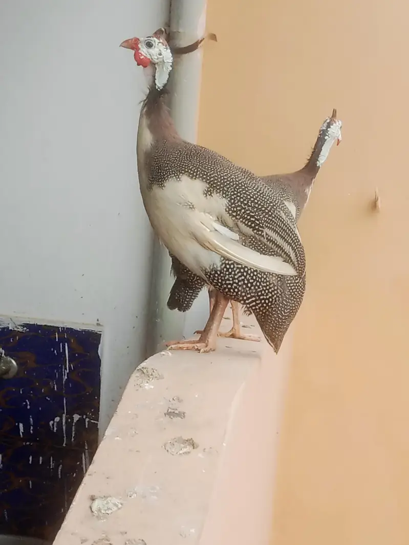 guinea fowl / wtsap contact 03323660613