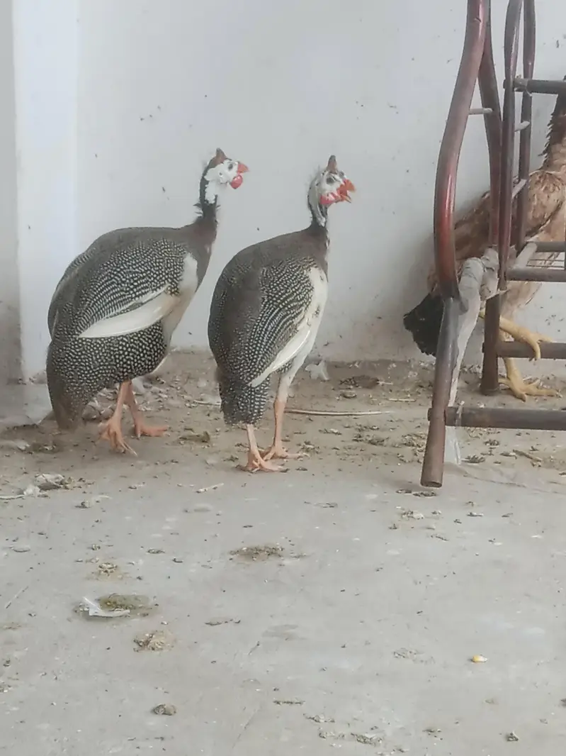 guinea fowl / wtsap contact 03323660613 — photo 2