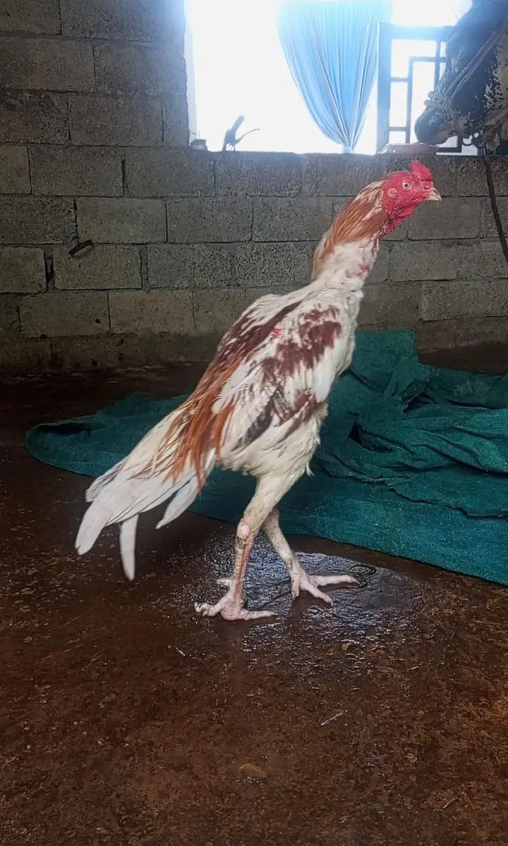 0 Shamo assel hight quality lakha Sindhi cross — photo 3