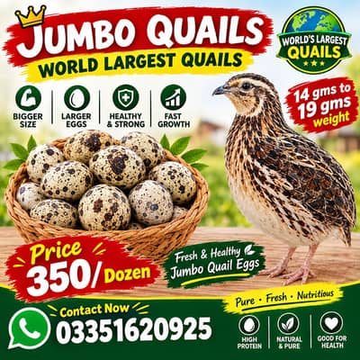 Fresh eggs