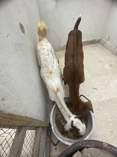 Bakra