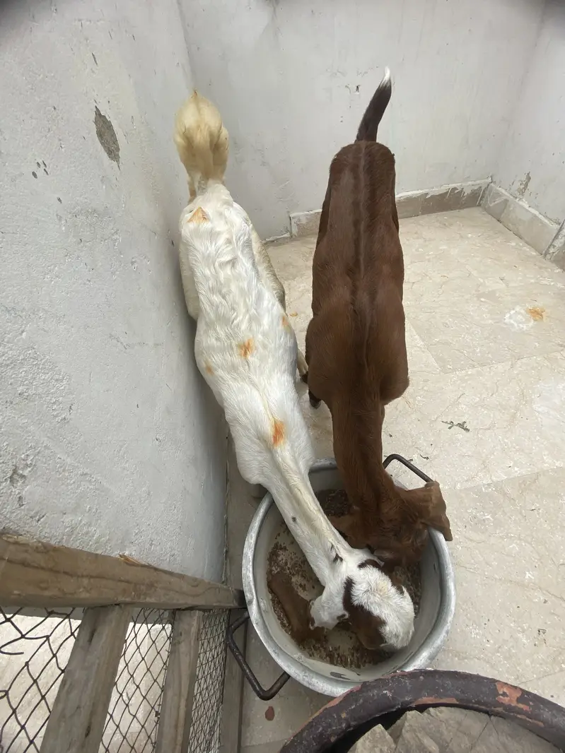 Bakra