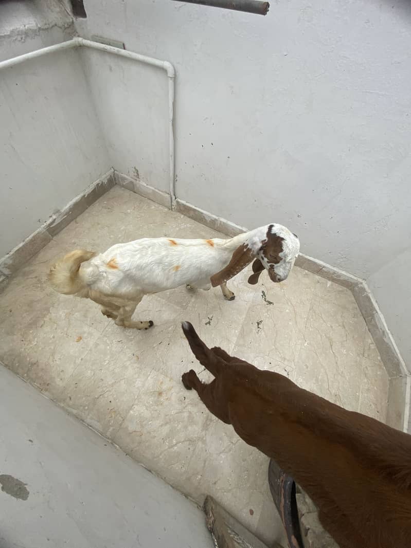 Bakra 1