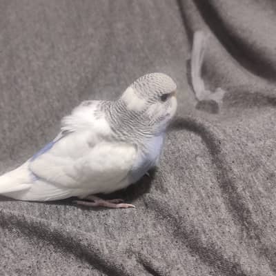 Beautiful Australian Budgies – Healthy, Friendly, and Active Pet Birds