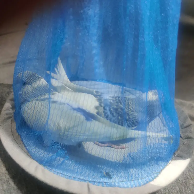 Beautiful Australian Budgies – Healthy, Friendly, and Active Pet Birds — photo 2