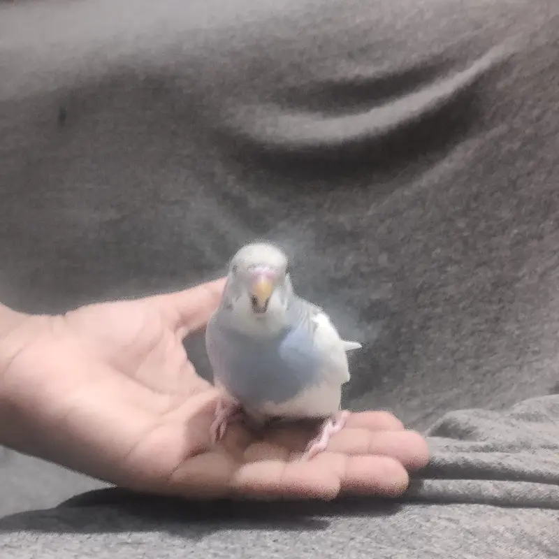 Beautiful Australian Budgies – Healthy, Friendly, and Active Pet Birds — photo 3
