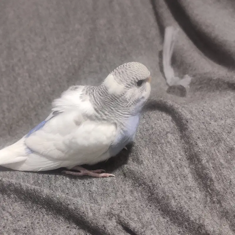 Beautiful Australian Budgies – Healthy, Friendly, and Active Pet Birds — photo 4