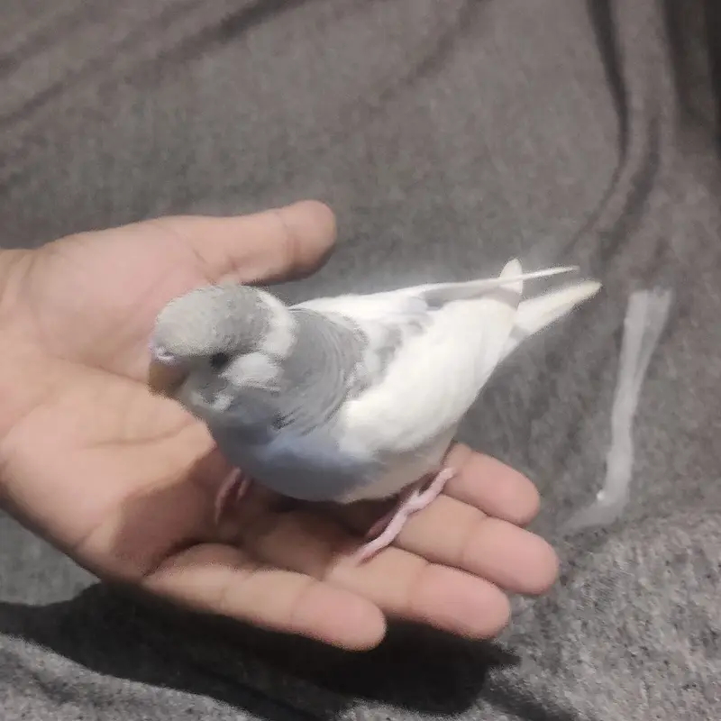 Beautiful Australian Budgies – Healthy, Friendly, and Active Pet Birds — photo 5