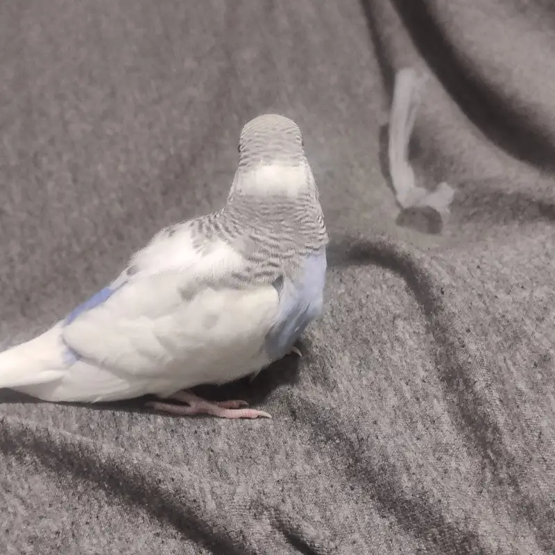 Beautiful Australian Budgies – Healthy, Friendly, and Active Pet Birds — photo 7