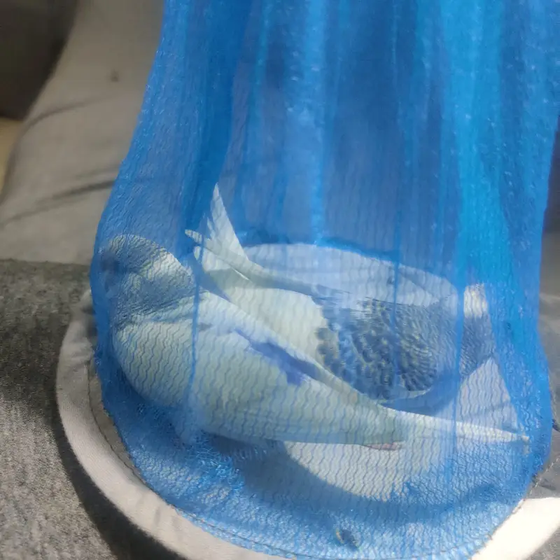 Beautiful Australian Budgies – Healthy, Friendly, and Active Pet Birds — photo 8