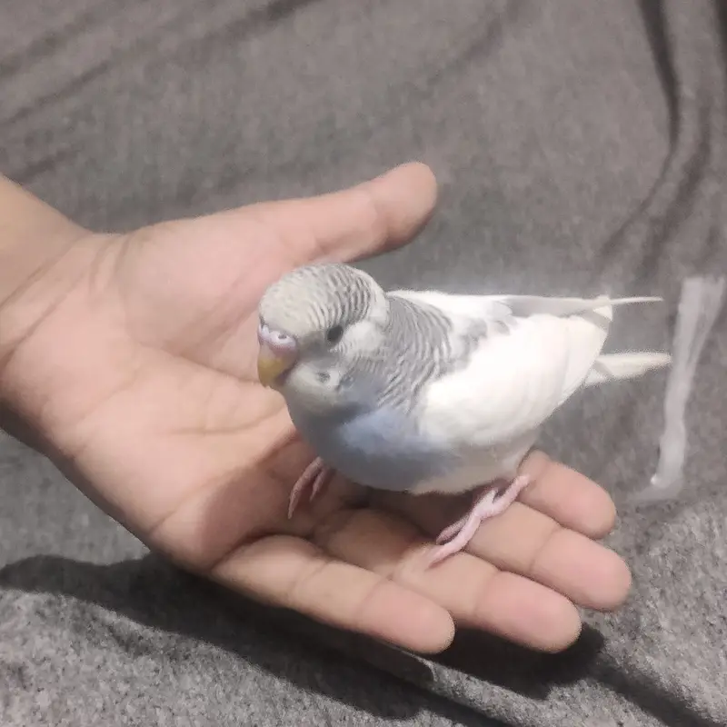 Beautiful Australian Budgies – Healthy, Friendly, and Active Pet Birds — photo 9