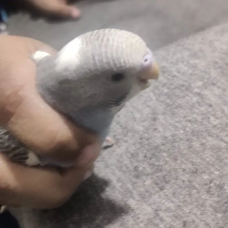 Beautiful Australian Budgies – Healthy, Friendly, and Active Pet Birds — photo 10
