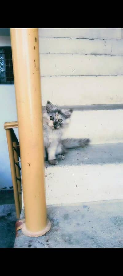 Smokey Persian kitten