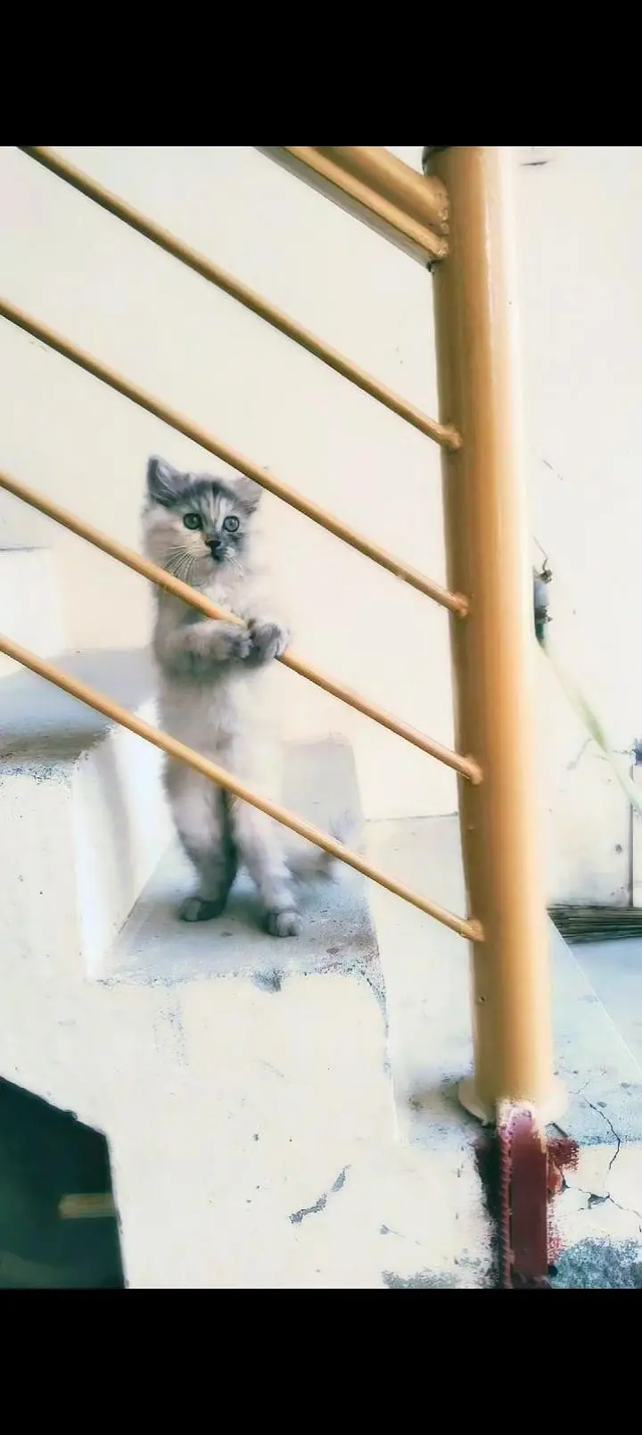 Smokey Persian kitten — photo 2