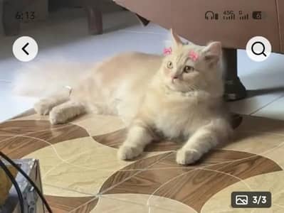 persian female cat