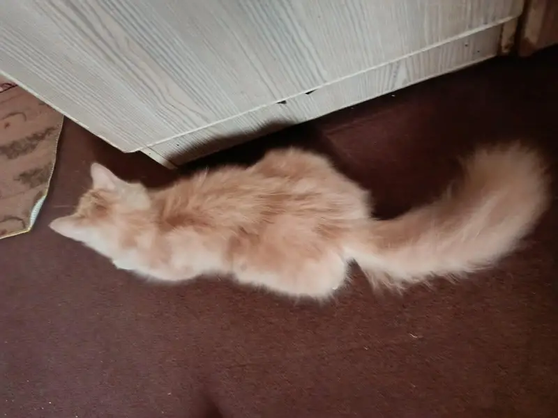 persian female cat — photo 2