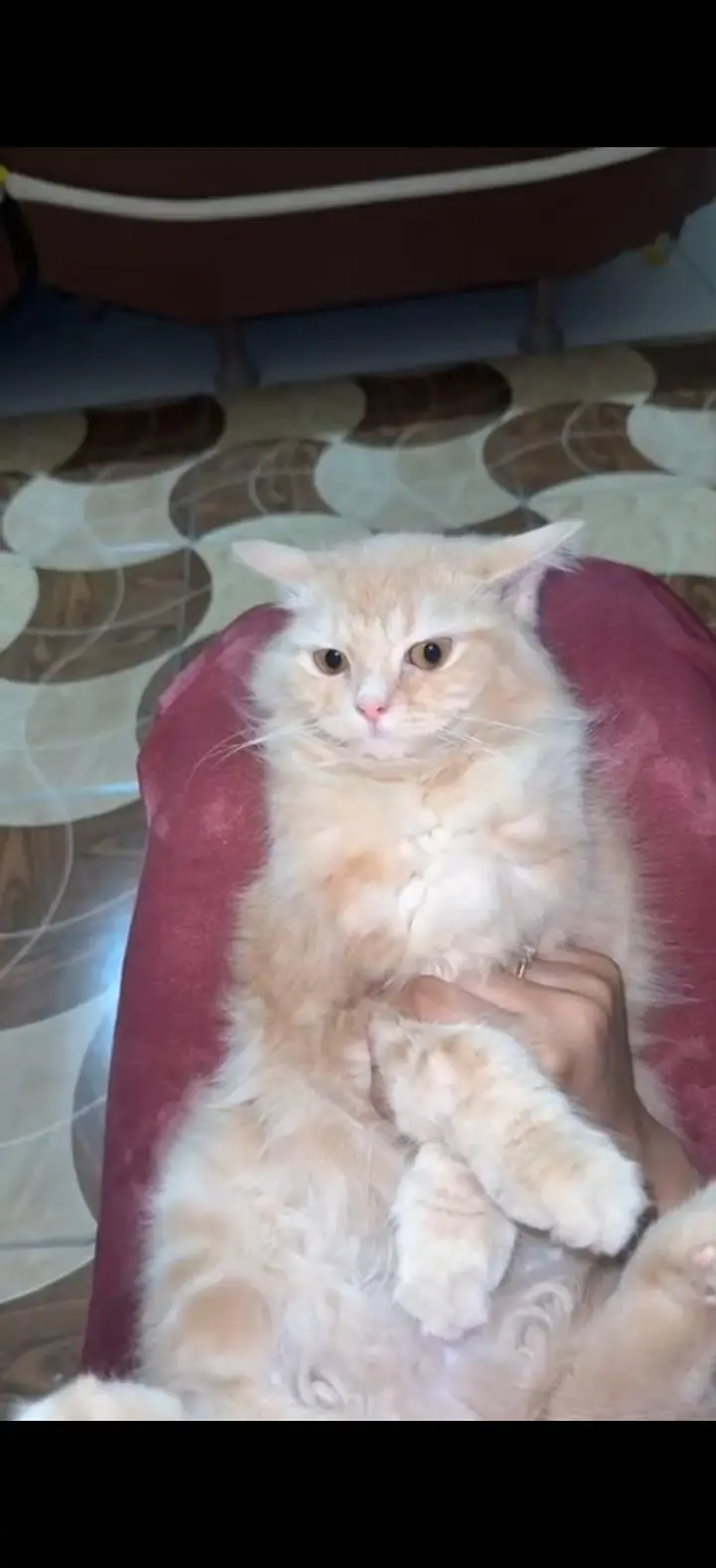 persian female cat — photo 3