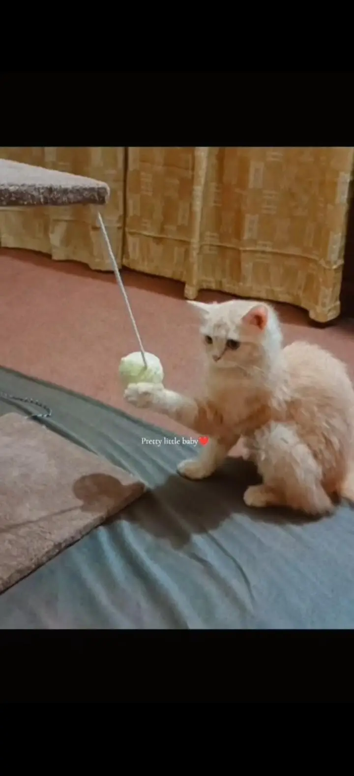 persian female cat — photo 4