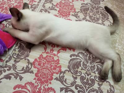 semi cat