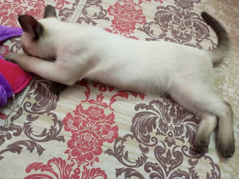 semi cat 0