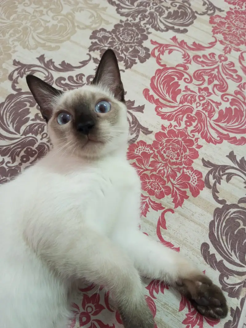 semi cat — photo 2