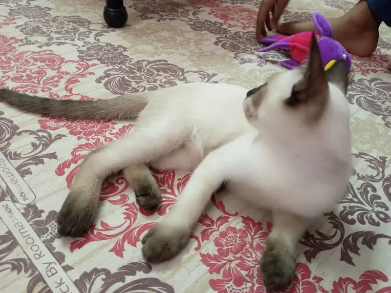 semi cat — photo 3