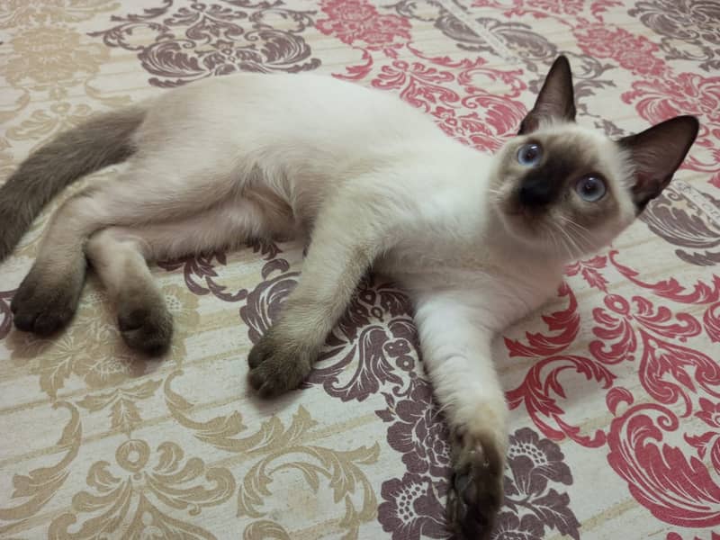 semi cat 3
