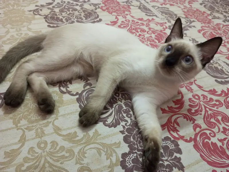 semi cat — photo 4