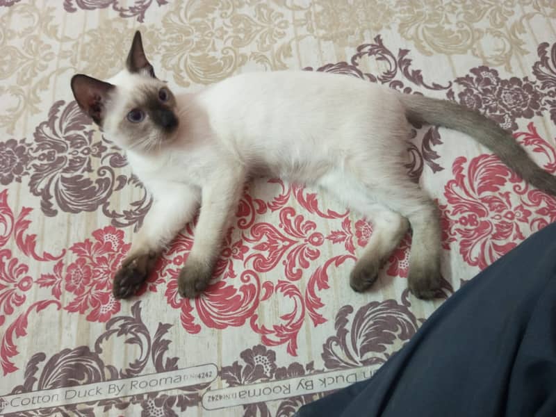 semi cat 4